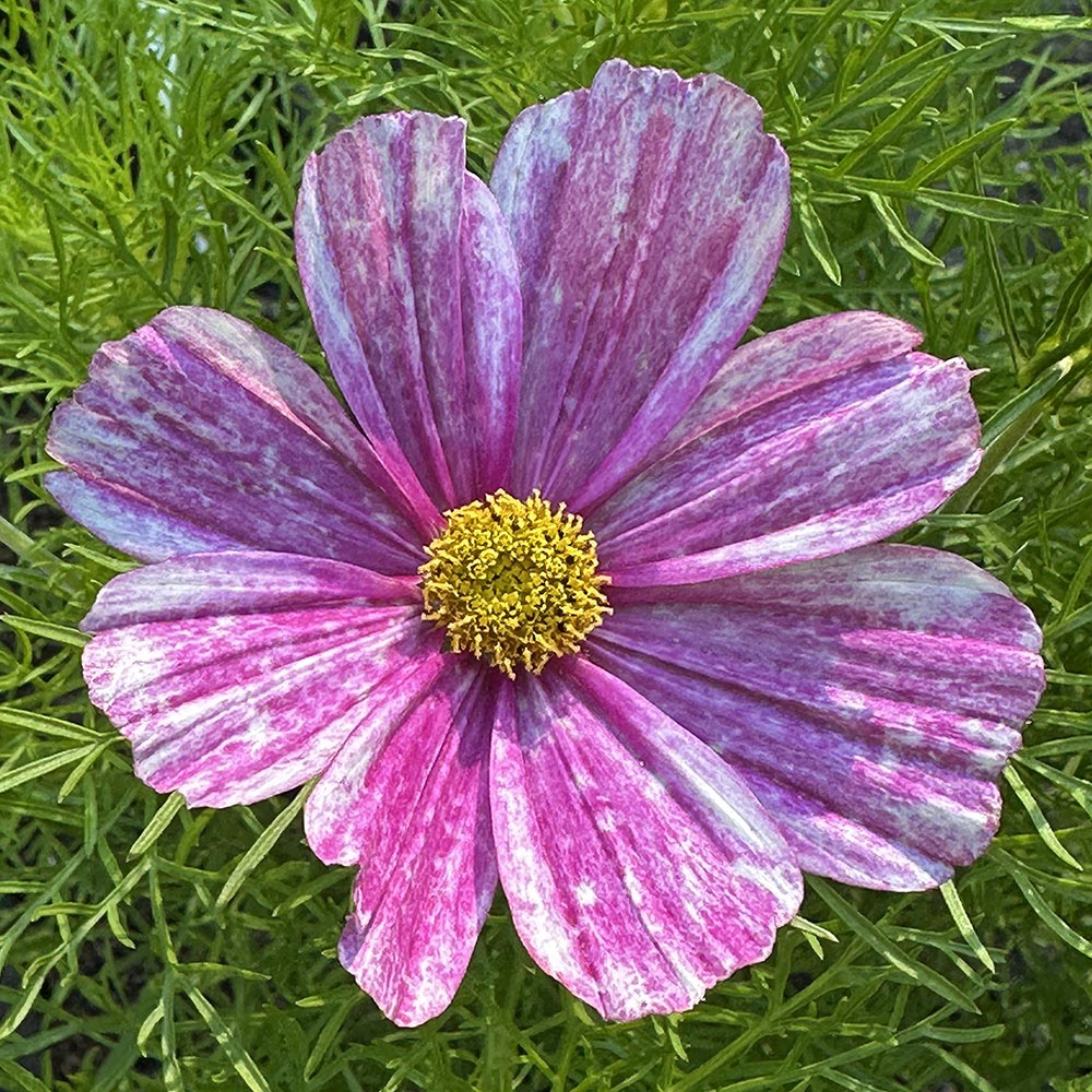 Pink Mosaic Cosmos flower