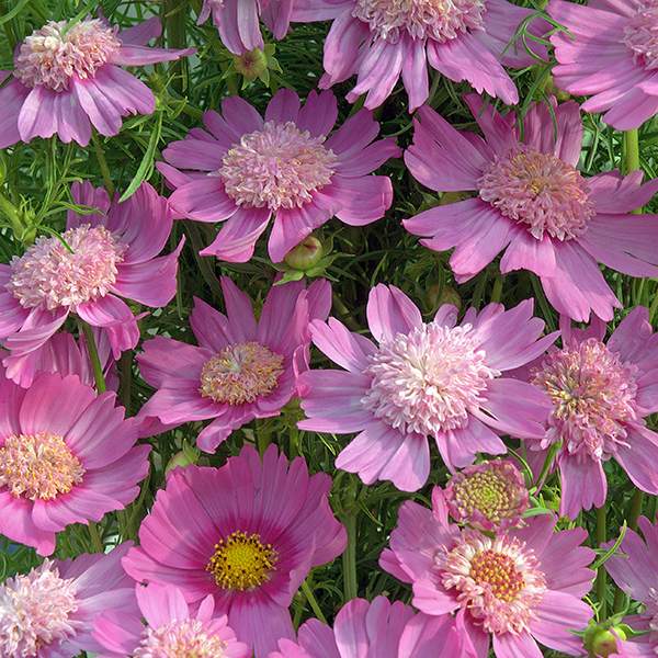 Pink Pop Socks cosmos seeds