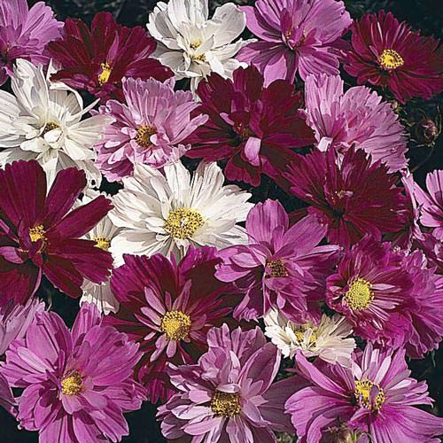 Psyche Mix cosmos seeds