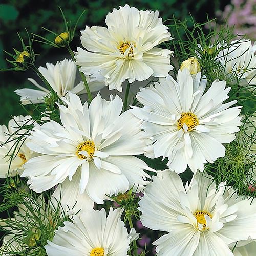 Psyche White cosmos seeds