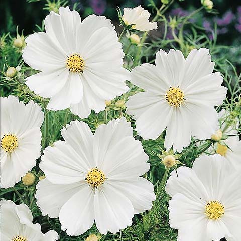 Purity cosmos seeds