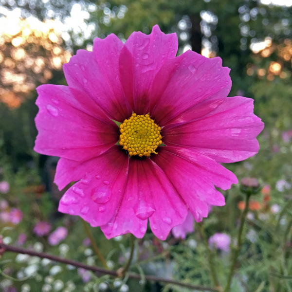 Radiance cosmos flower