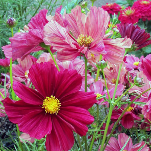 Cosmos Rubinato - contrasting shades of flowers