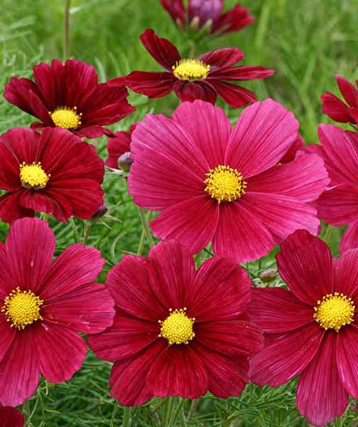 Rubinato cosmos Rubinato cosmos seeds