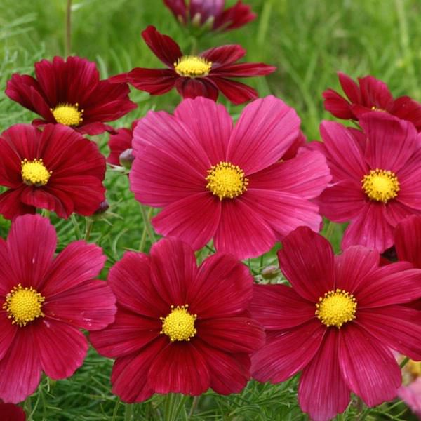 Rubinato cosmos seeds