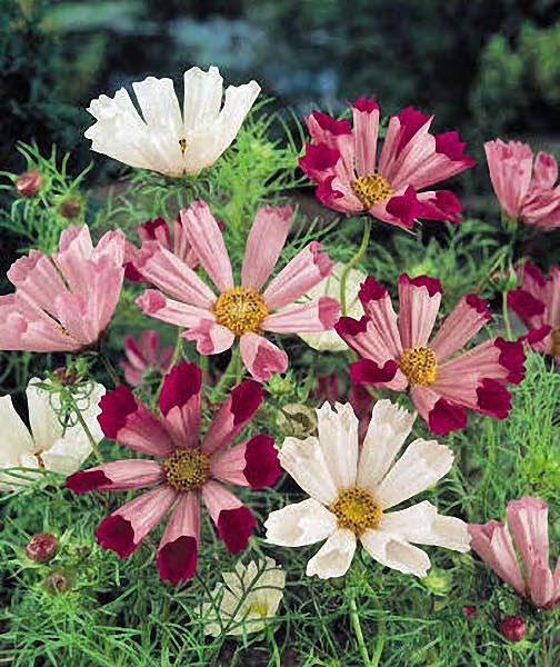 Sea Shells cosmos Sea Shells cosmos seeds