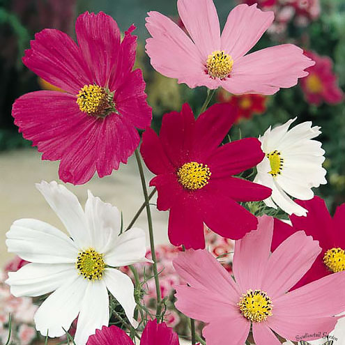 Sensation Mix cosmos seeds