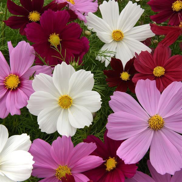 Sonata Complete Mixture cosmos seeds