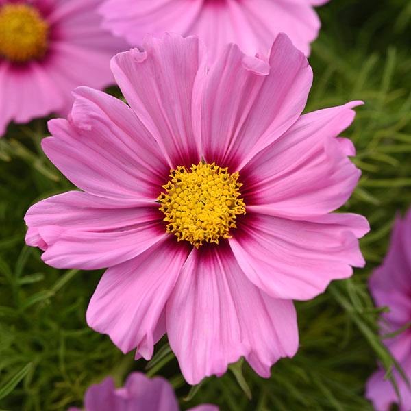 Sonata Pink Blush cosmos Sonata Pink Blush cosmos seeds