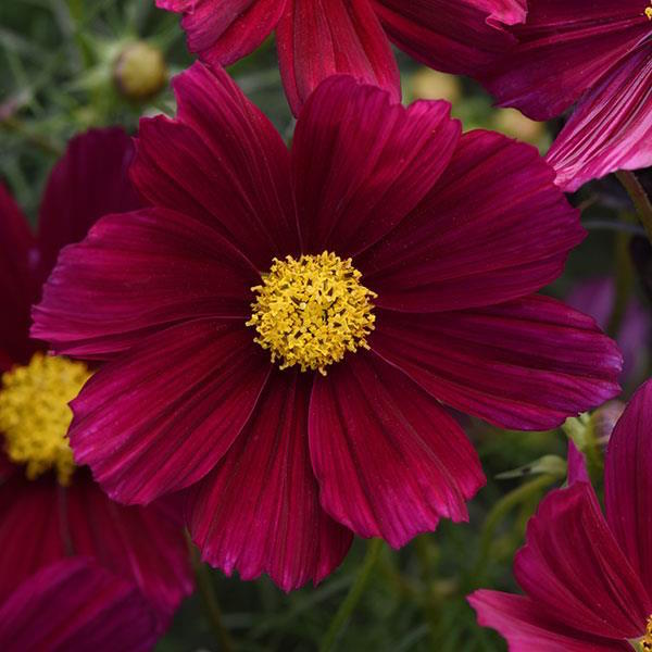 Sonata Purple Shades cosmos seeds