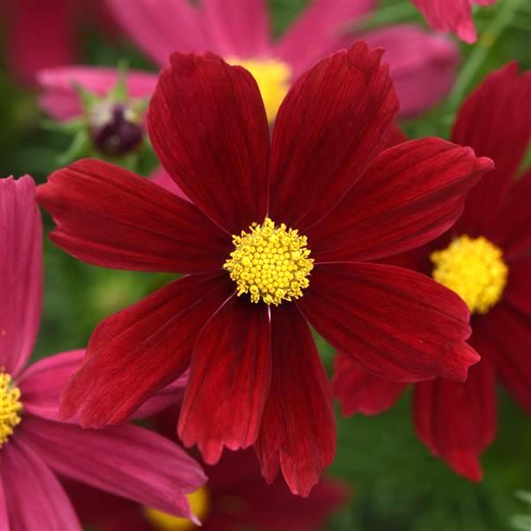 Sonata Red Shades cosmos seeds