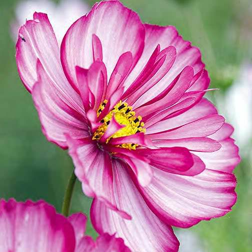Cosmos Sweet Sixteen annual flower seeds.