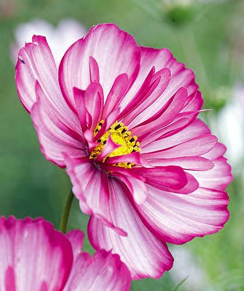 Sweet Sixteen cosmos seeds