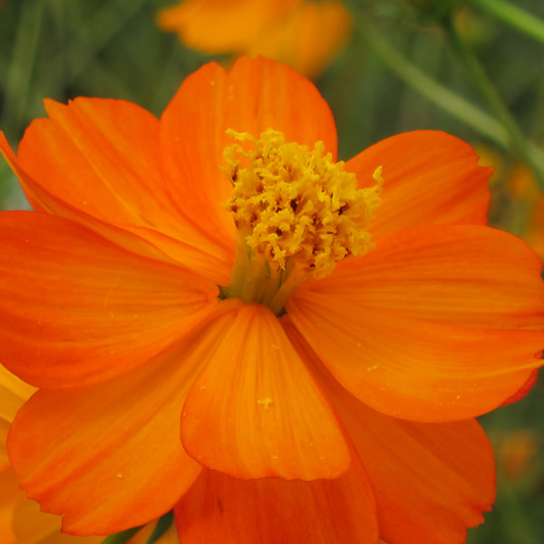 Tango cosmos seeds