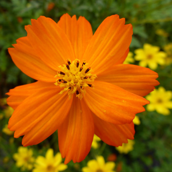 Tango cosmos seeds