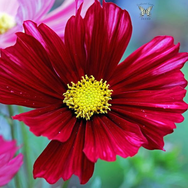 Velouette cosmos deep red flowers