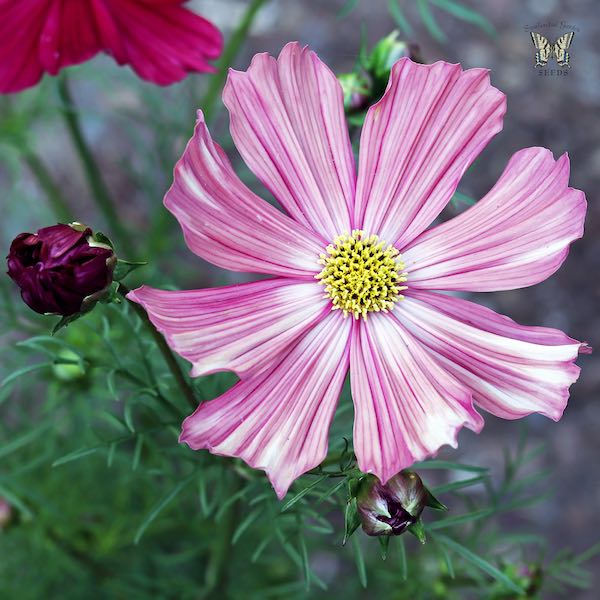 Velouette cosmos white with stripes flowers