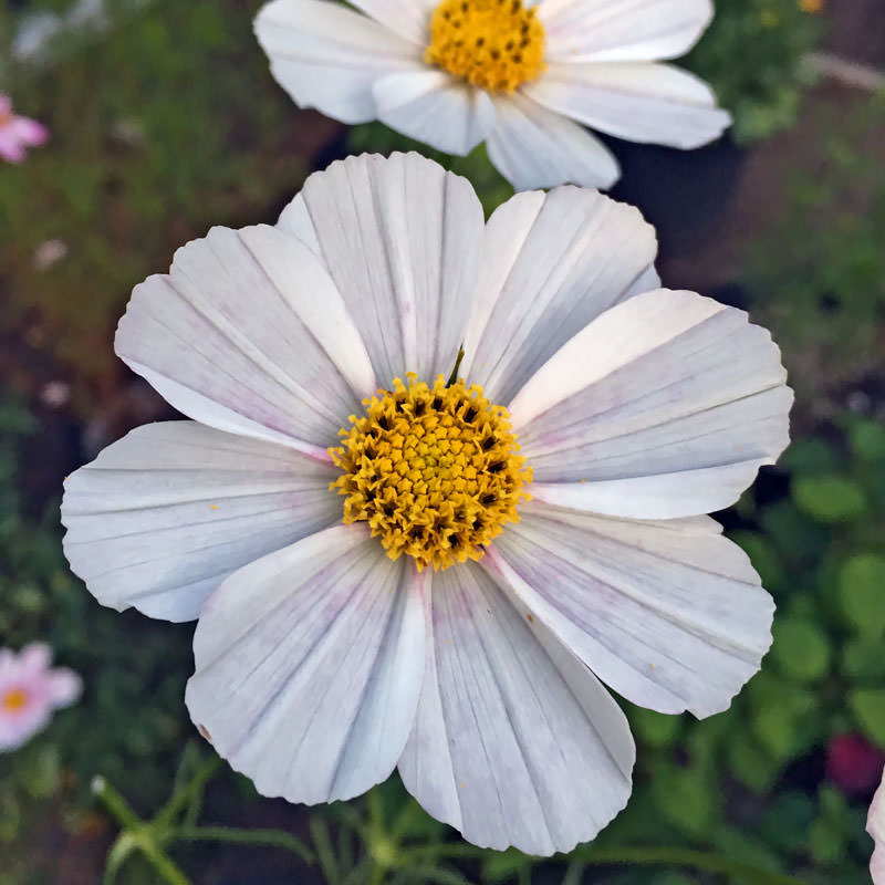 Versailles Flush cosmos seeds