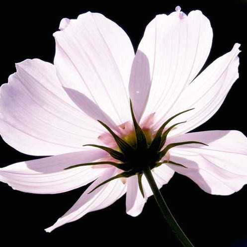Versailles Flush cosmos Versailles Flush cosmos seeds