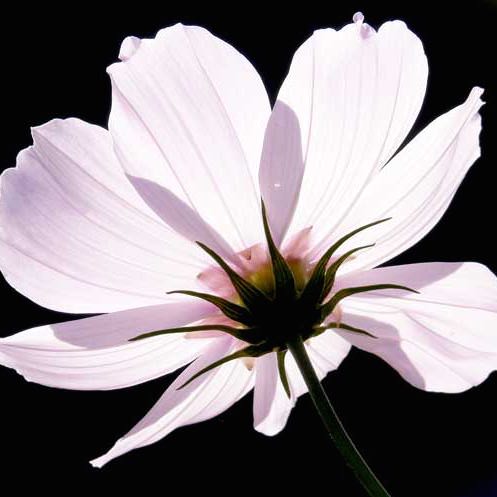 Versailles Flush cosmos seeds