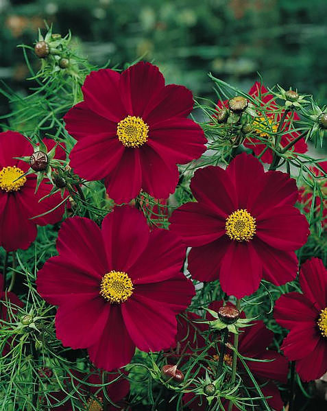 Image of Cosmos red flowers