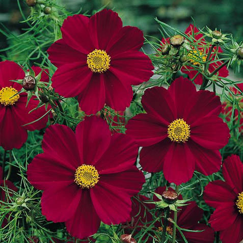 Versailles Red cosmos seeds