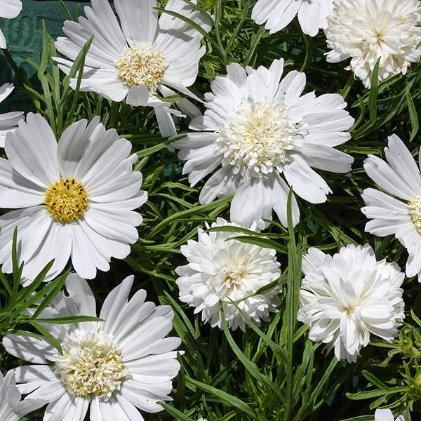 White Pop Socks cosmos seeds