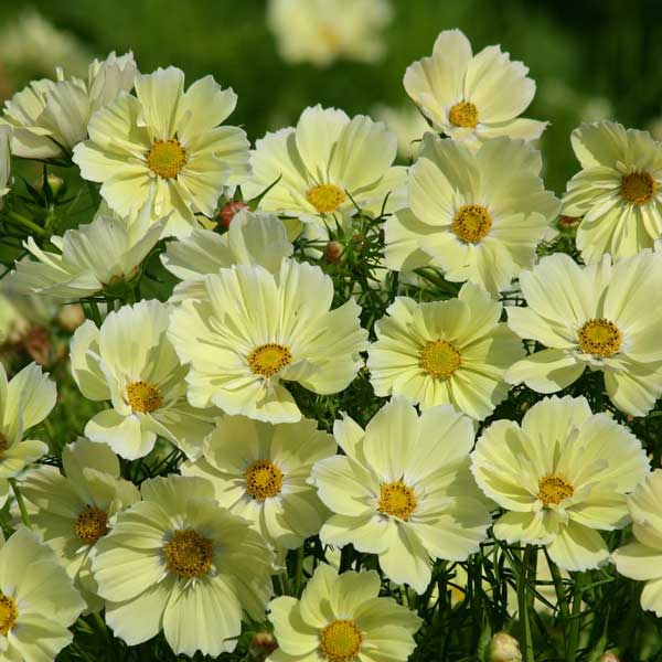 Xanthos cosmos seeds