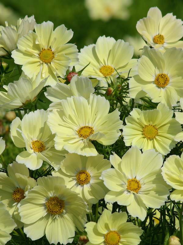 Xanthos cosmos seeds