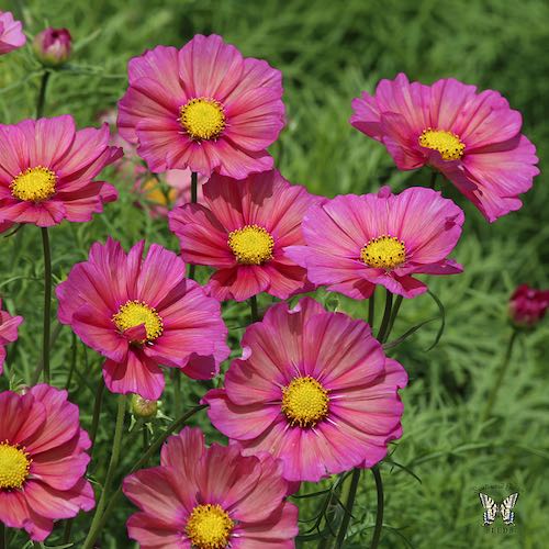 Xsenia cosmos seeds