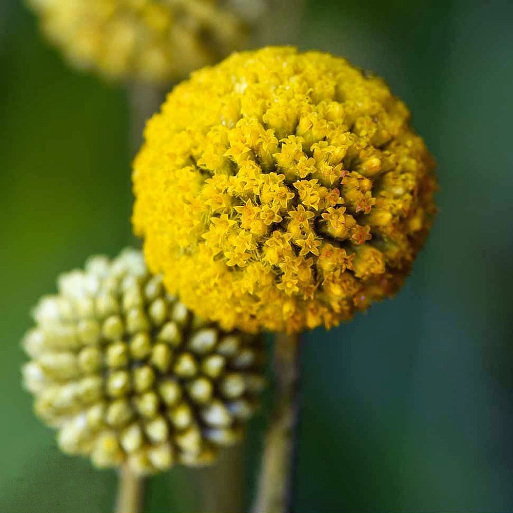 Billy Buttons craspedia seeds