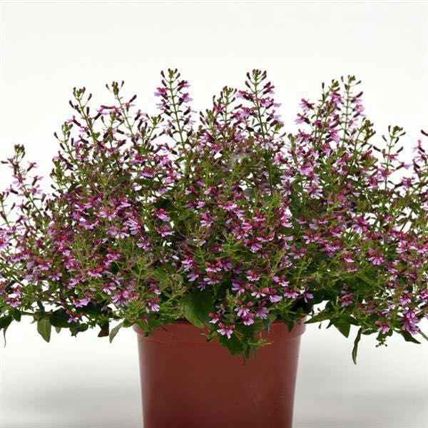 Pink Shimmer cuphea Pink Shimmer cuphea flowers