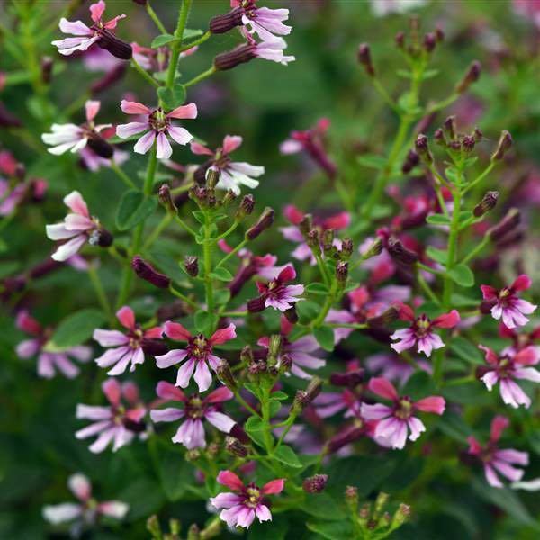 Pink Shimmer cuphea Pink Shimmer cuphea seeds
