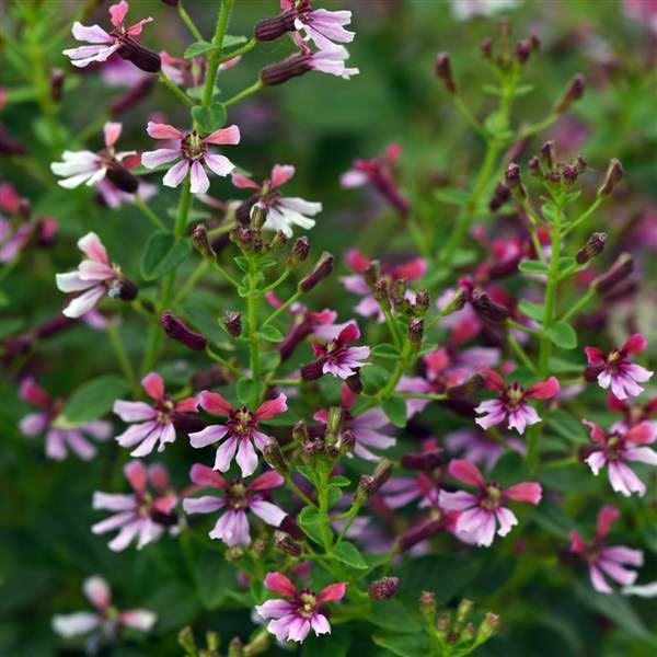 Pink Shimmer cuphea seeds