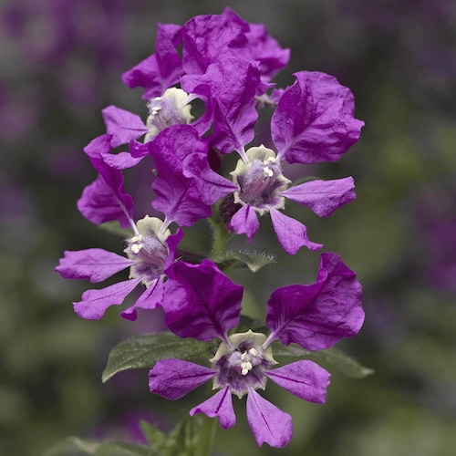 Cuphea Sriracha Violet