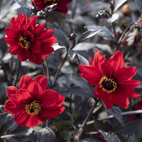 Graines De Dahlia Noir - 10+ Semences, Fleurs Annuelles - Facile à Cultiver, Pour Jardins, Balcons, Pots