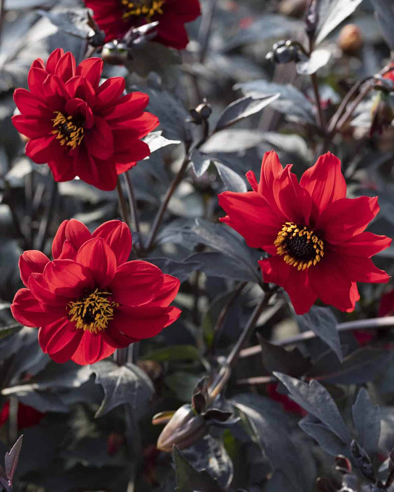 Dahlia Black Forest Ruby Dahlia Black Forest Ruby