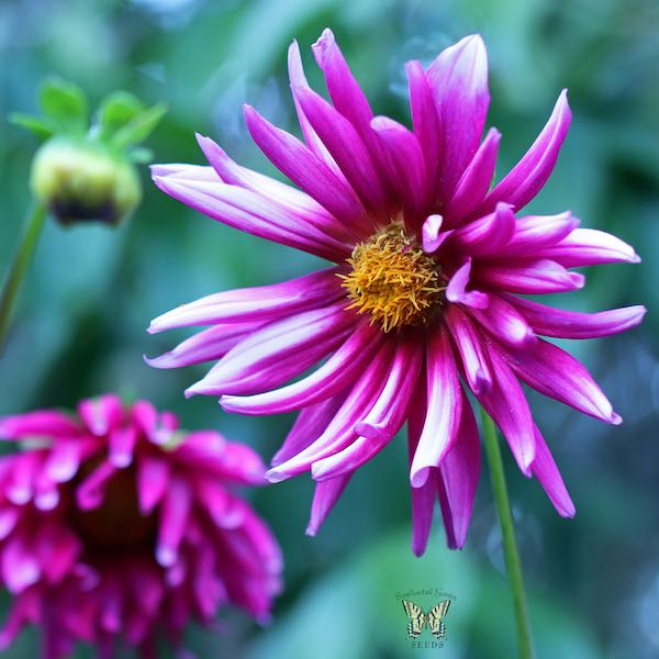 Cactus Flowered Hybrids dahlia Cactus Flowered Hybrids dahlia flower