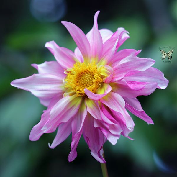 Cactus Flowered Hybrids dahlia pink flower