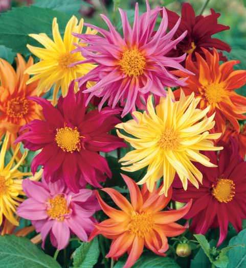 Cactus Flowered Hybrids dahlia seeds