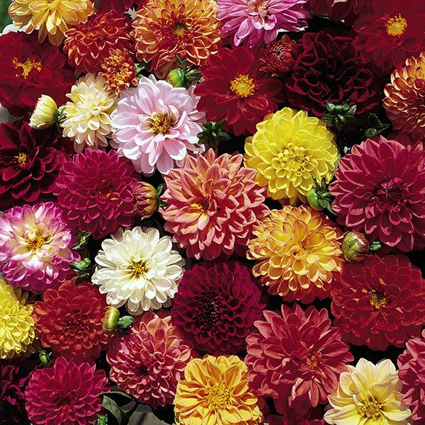 Double Extreme dahlia Double Extreme dahlia seeds