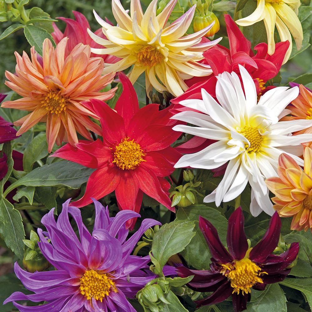 Dwarf Cactus Mix dahlia seeds