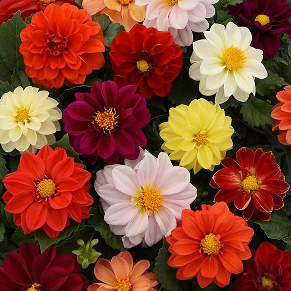 Figaro Mix dahlia seeds