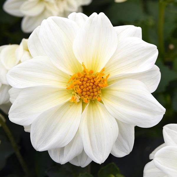 Figaro White dahlia seeds