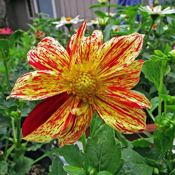 Fireworks dahlia Dahlia variabilis Fireworks Mix