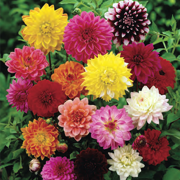 Giant Hybrids Mixed dahlia seeds