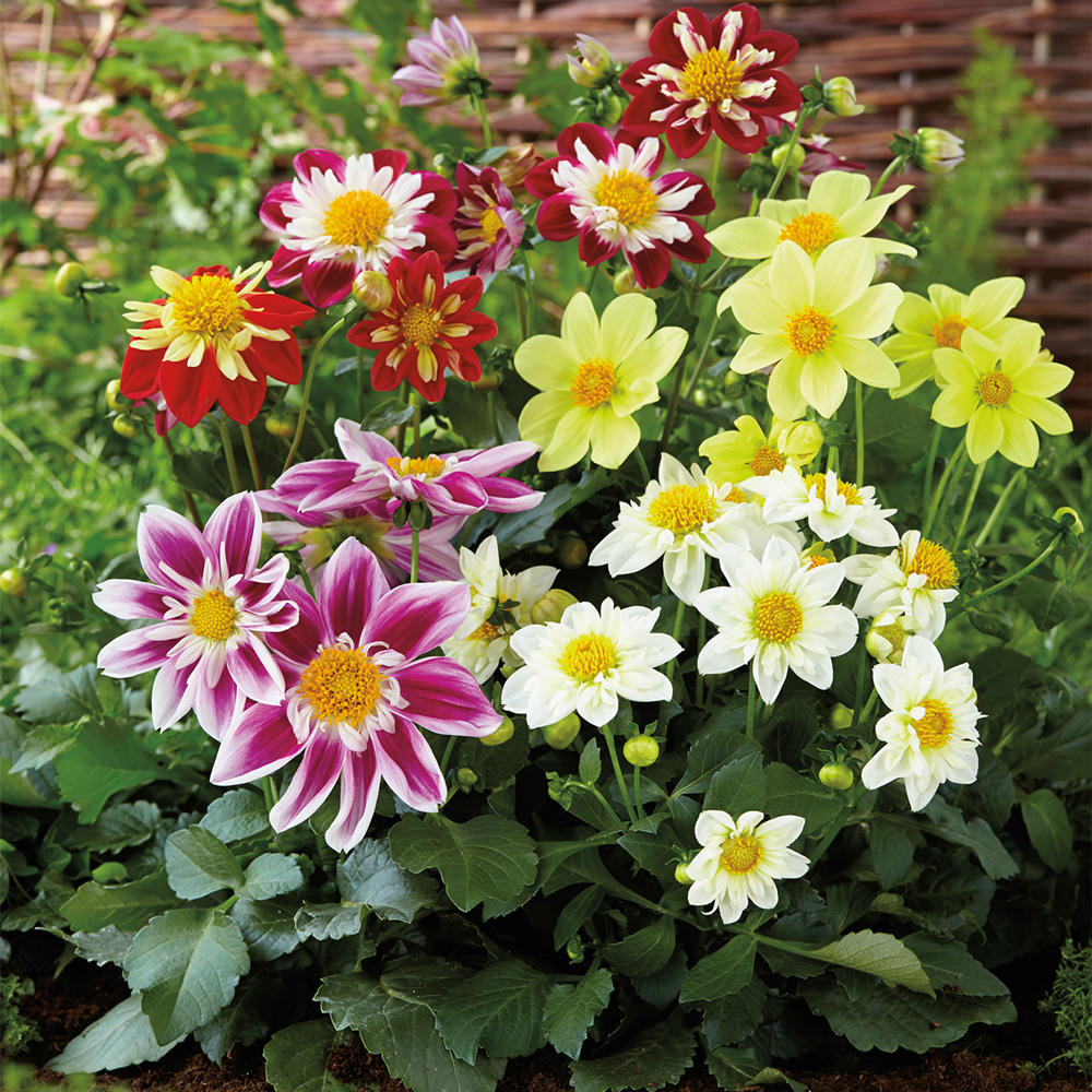 Harlequin dahlia seeds