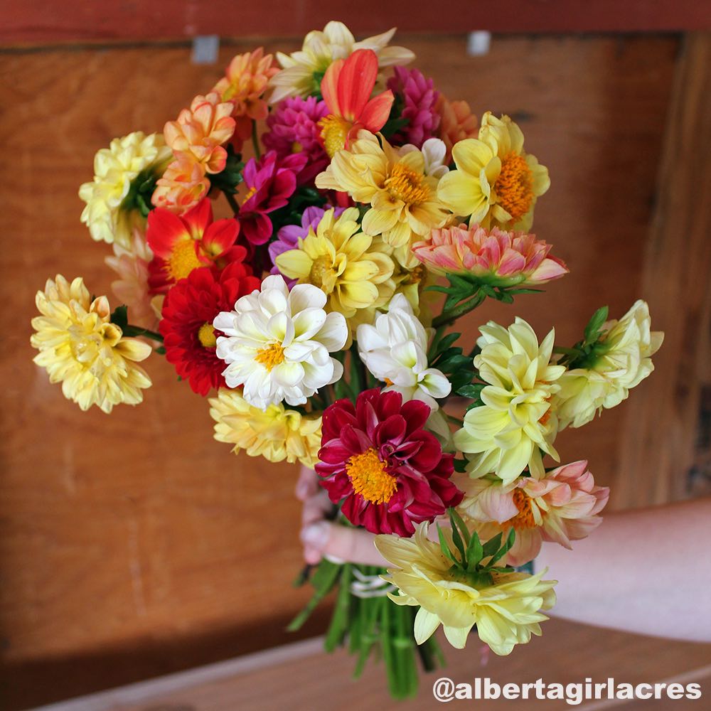 Showpiece Double Mix dahlia seeds