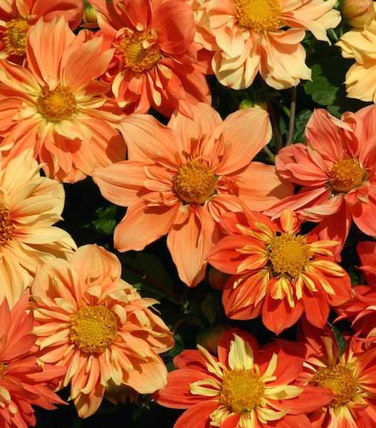 Sunny Reggae dahlia seeds