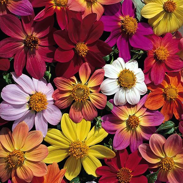 Victoriana Mix dahlia seeds